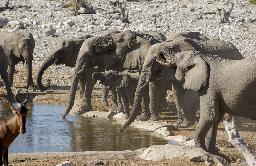 Elefanten am Wasserloch im Etosha