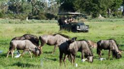 Wildbeobachtungsfahrt des Chitabe Camps in Botswana | Abendsonne Afrika