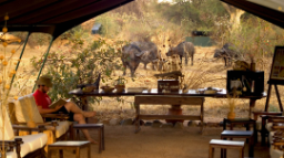Büffel bei der Lounge des Mdonya Old River Camps in Tansania | Abendsonne Afrika