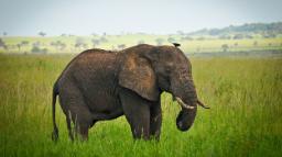 Elefantensichtung von der Apoka Safari Lodge aus in Uganda | Abendsonne Afrika