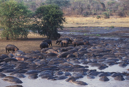 Flusspferde in der Nähe des Chada Katavi in Tansania | Abendsonne Afrika