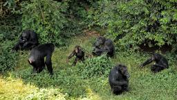 Reisebaustein Uganda -  Ngamba Island, Schimpansenprojekt | Abendsonne Afrika