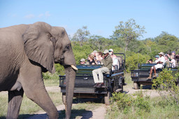 Elefant bei einer Wildbeobachtungsfahrt der Elephant Plains Game Lodge in Südafrika | Abendsonne Afrika