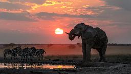 Nxai Pan Nationalpark, Botswana | Abendsonne Afrika