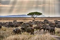 Büffel-Tansania