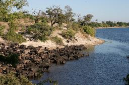 Büffelherde am Chobe Fluss