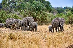 Elefanten HErde Tansania