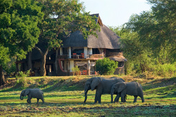Elefanten vor dem Luangwa Safari House in Sambia | Abendsonne Afrika