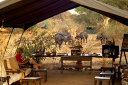 Büffel bei der Lounge des Mdonya Old River Camps in Tansania | Abendsonne Afrika