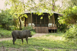 Warzenschwein beim andBeyond Ngala Tented Camp in Südafrika | Abendsonne Afrika