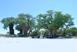 Baobab-Bäume in der Nähe des Nxai Pan Camps in Botswana | Abendsonne Afrika