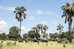 Elefanten beim Seba Camp in Botswana | Abendsonne Afrika