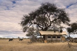 Elefanten nahe eines Zeltes des Somalisa Expeditions in Simbabwe | Abendsonne Afrika 