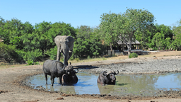 Elefant und Büffel beim Tangala Safari Camp in Südafrika | Abendsonne Afrika