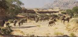 Wüstenelefanten im Twyfelfontein Adventure Camp, Damaraland, Namibia | Abendsonne Afrika